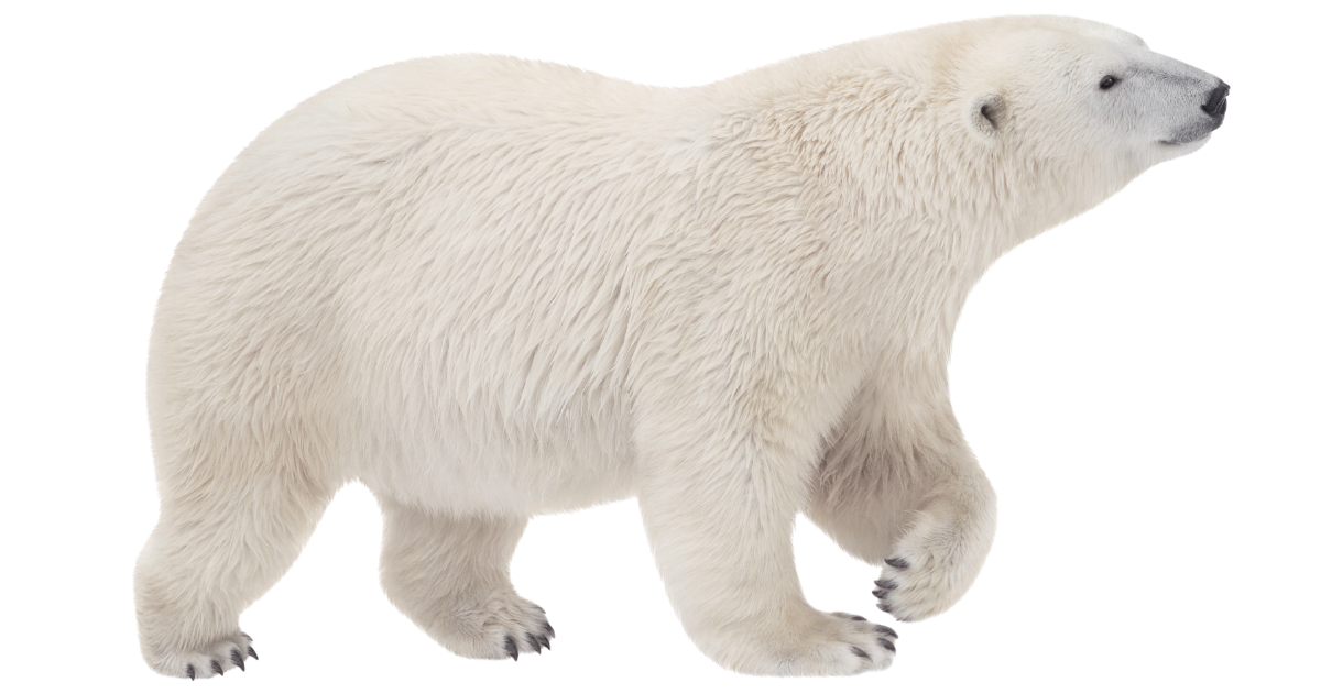 Polar bear, one of the species on the deep sea dive