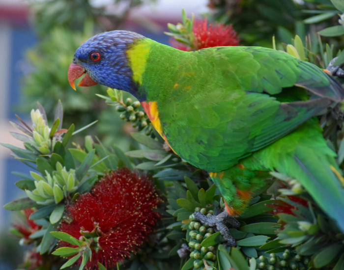 Close up of a rainbow lorkeets on a banksia tree
