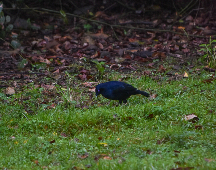 a Satin Bowerbird on grass at gloucester river campground