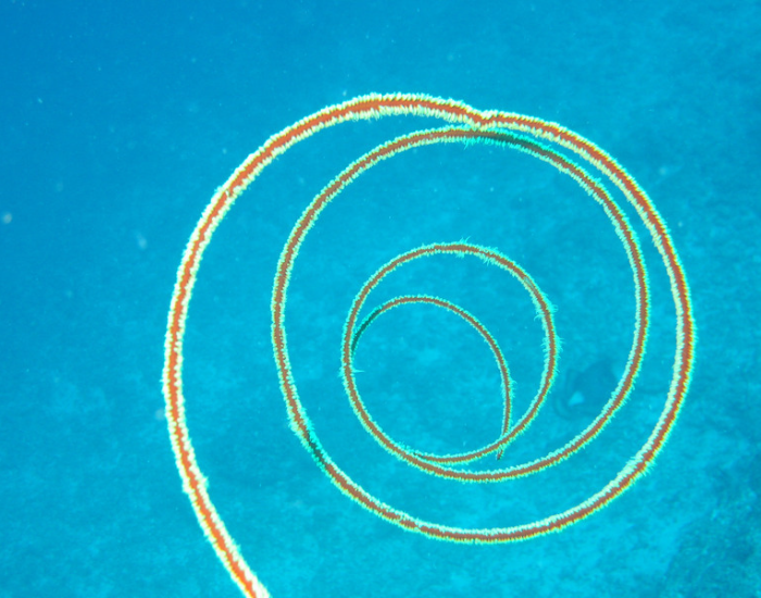 A long, spiral-shaped sea whip coral coiling through clear blue ocean water