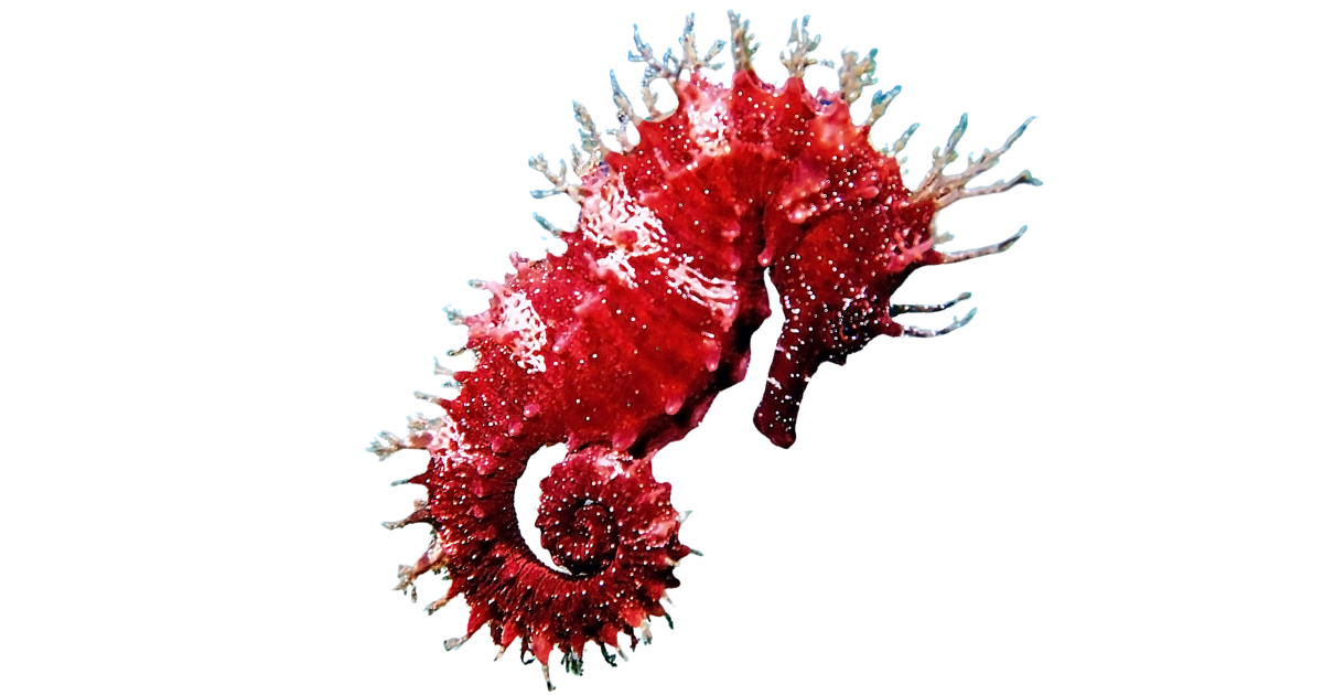 Seahorse, one of the species on the deep sea dive