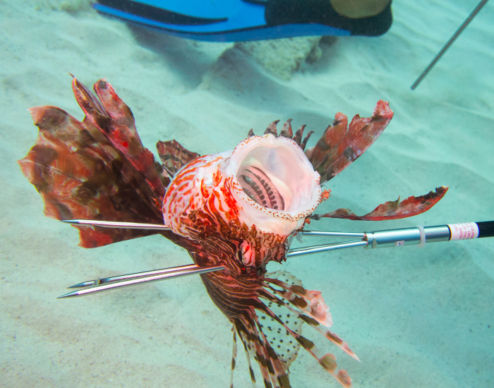 A speared red lionfish underwater with its mouth wide open near a sandy ocean floor.