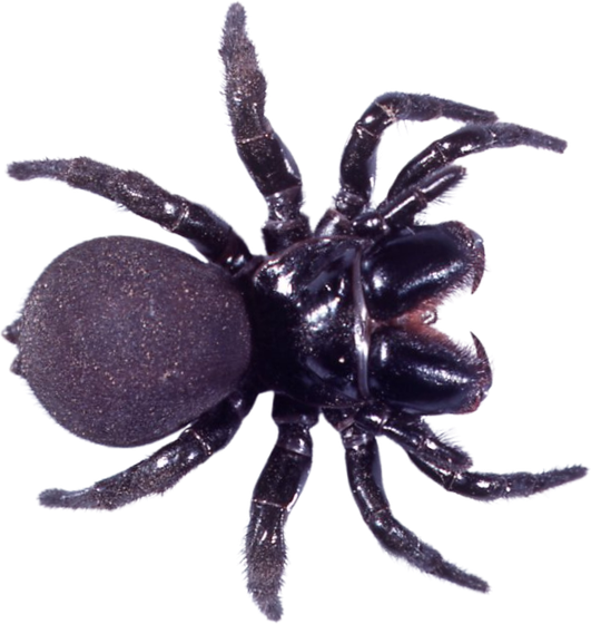 Mouse spider (Missulena spp.)