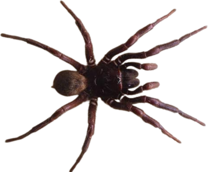 Northern tree funnel-web spider (Hadronyche formidabilis)