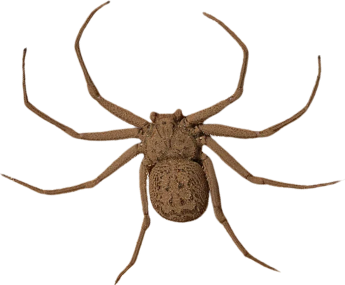 Six-eyed sand spider (Hexophthalma hahni)