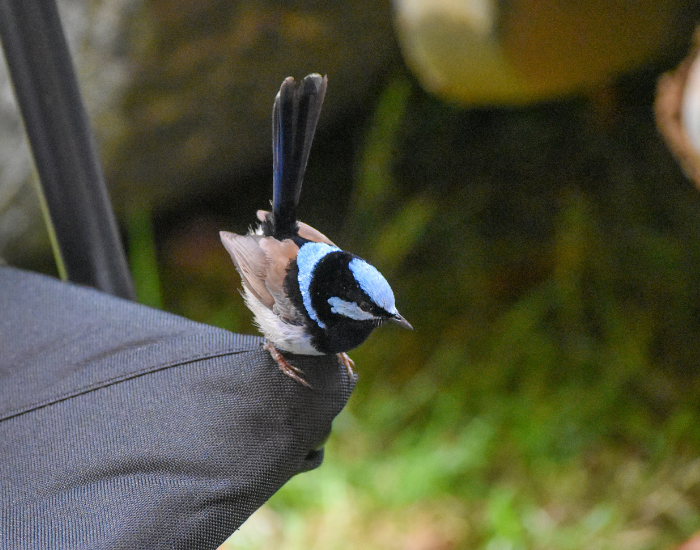 a superb fairy wren perched on a camping chair during the day at gloucester river campground