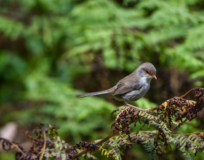 a Superb Fairywren female perched on a branch