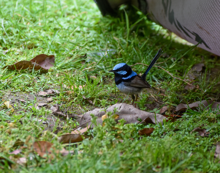 a Superb fairy wren on the ground