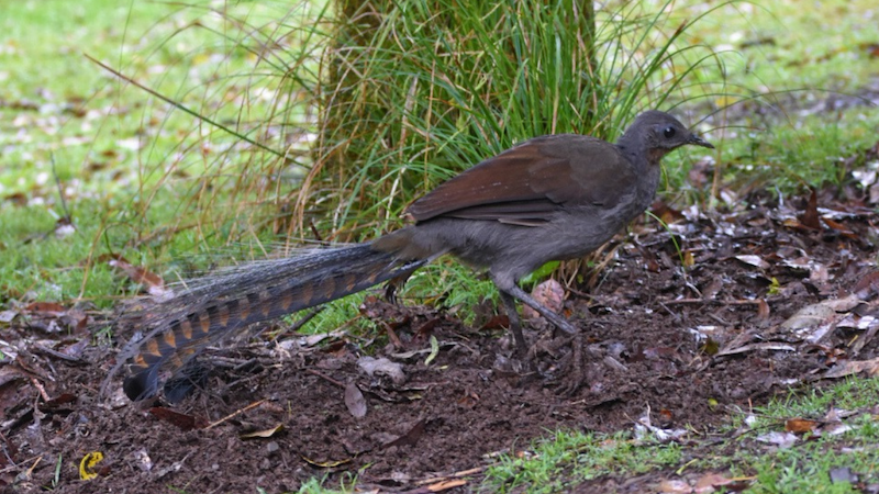 superb lyrebird on the ground walking at gloucester river camping