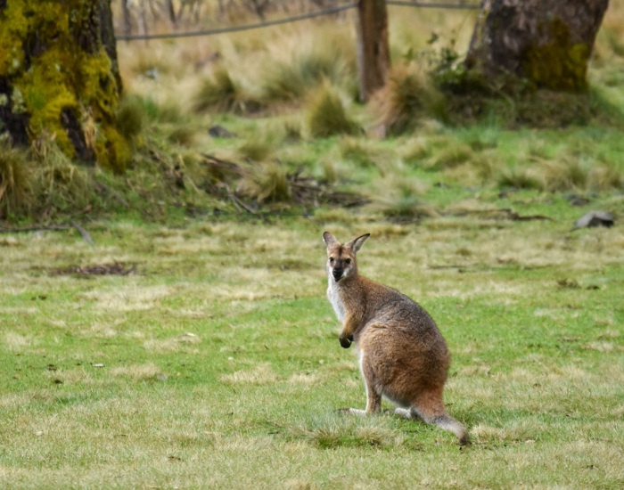 A red necked wallaby on an open field looking at the camera
