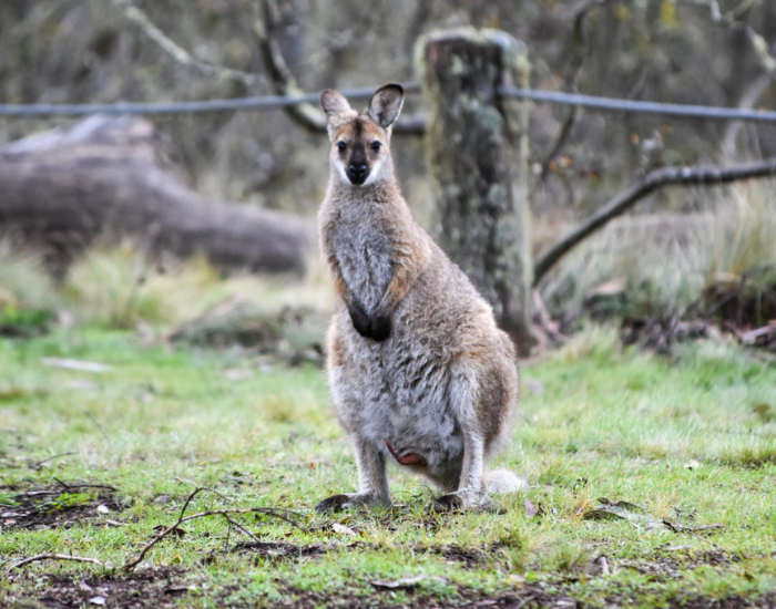 a Red necked Wallaby standing on grass