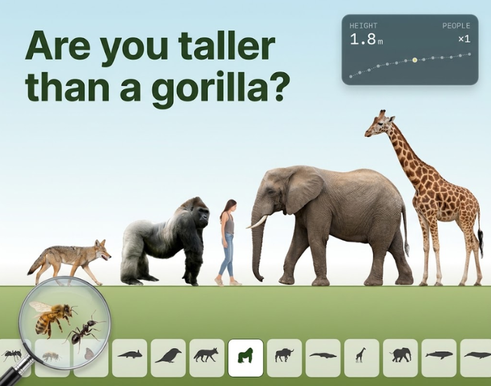 Are you taller than a gorilla? A coyote, a gorilla, a woman, an elephant and a giraffe at true scale