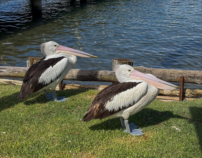 two australian pelicans on grass