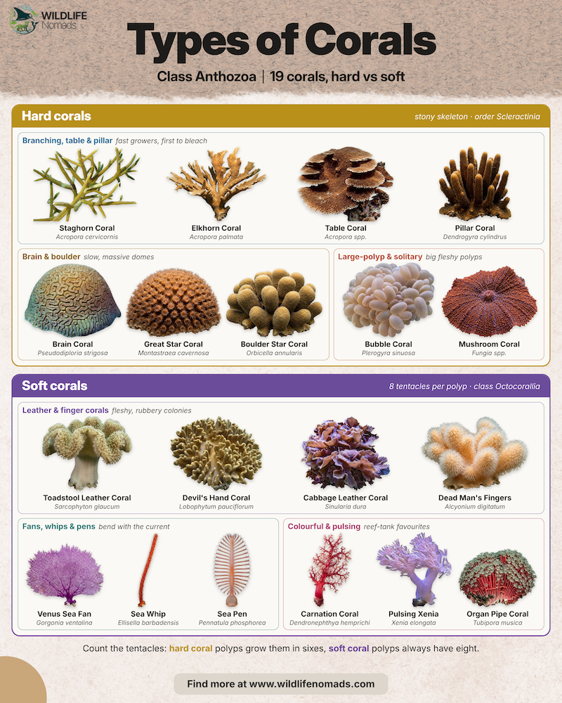  Infographic titled Types of Corals by Wildlife Nomads showing hard corals, soft corals and rule-breaker corals, each labelled with common and scientific names. 