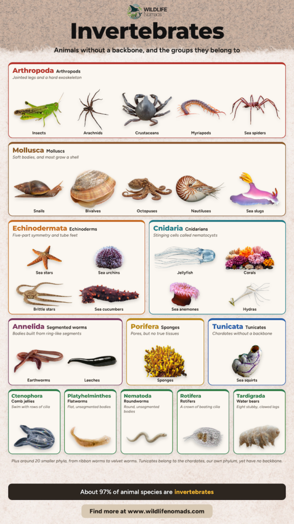 Infographic titled “Invertebrates” showing the main groups of animals without a backbone, with example photos: arthropods (insects, arachnids, crustaceans, myriapods, sea spiders), molluscs (snails, bivalves, octopuses, nautiluses, sea slugs), echinoderms, cnidarians, segmented worms, sponges, tunicates, comb jellies, flatworms, roundworms, rotifers and tardigrades.