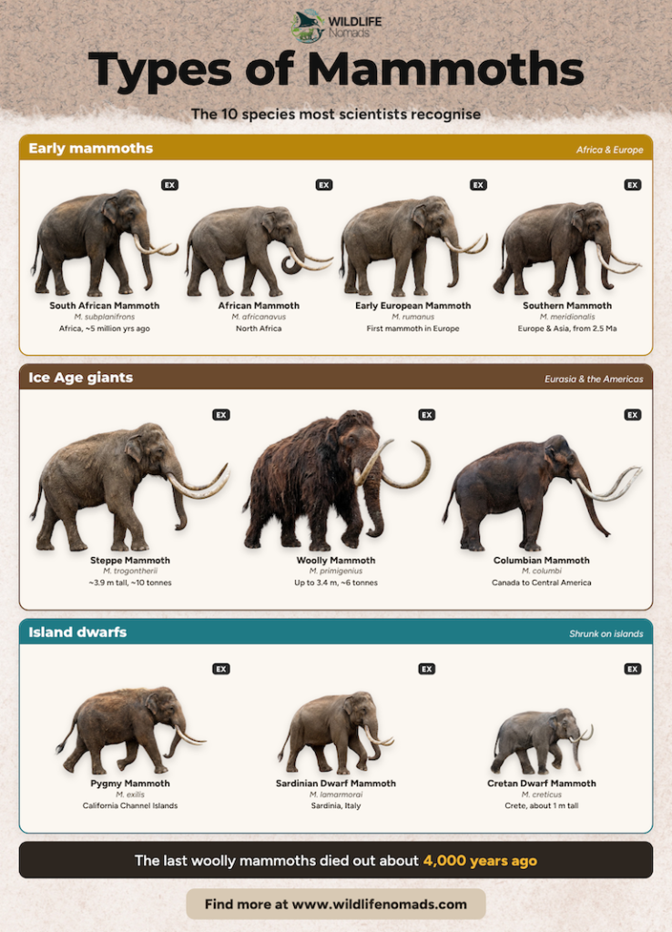 An infographic titled "Types of Mammoths" grouping 10 recognized species into Early Mammoths, Ice Age Giants, and Island Dwarfs.