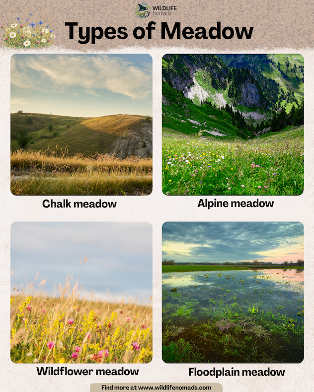 n infographic showing 4 types of meadow, including a chalk meadow, alpine, floodplain and wildlflower