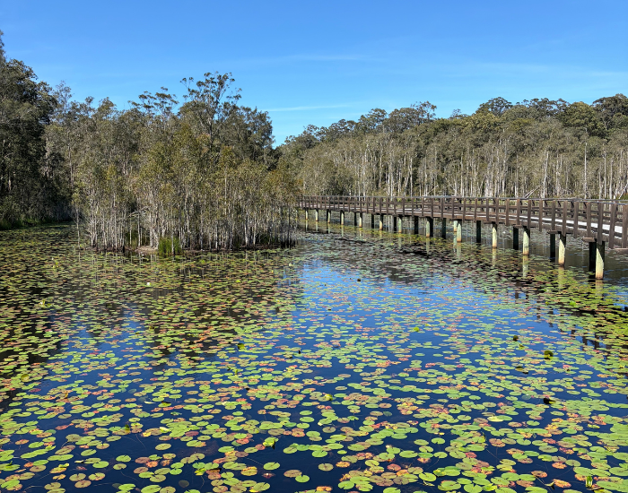 urunga wetland with lilies and water plants