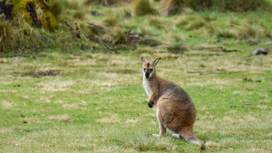 a wallaby on an open field looking at the camera