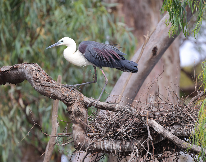 a white necked heron on top of a nest