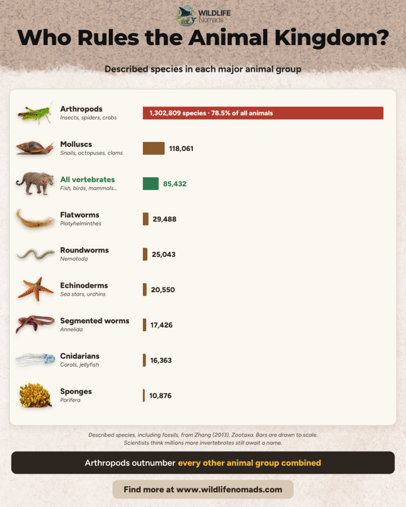 Bar chart titled “Who Rules the Animal Kingdom?” comparing the number of described species in major animal groups: arthropods (1,302,809, 78.5% of all animals), molluscs, all vertebrates, flatworms, roundworms, echinoderms, segmented worms, cnidarians and sponges.