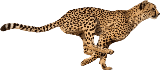 Cheetah