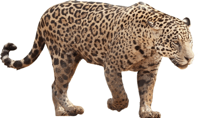 Jaguar
