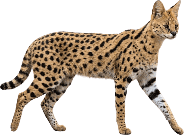 Serval