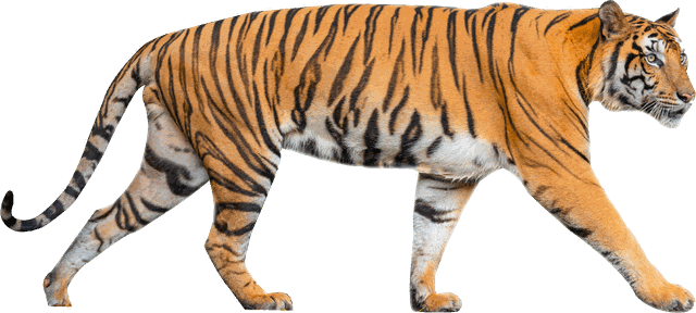 Bengal tiger