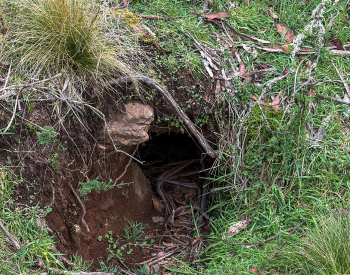 a wombat den on the ground