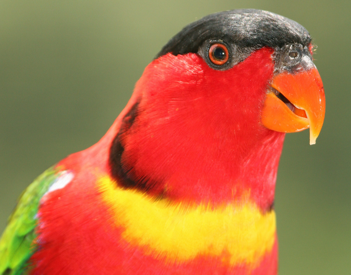 Extreme close-up of a yellow-bibbed lory featuring a bright red head, black cap, yellow collar band, and sharp orange beak